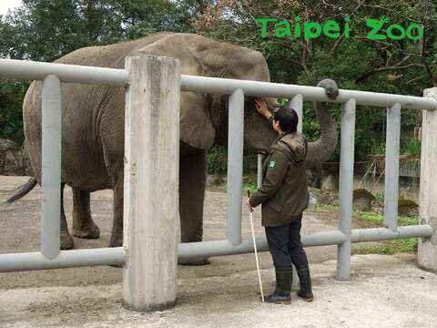 臺北市立動物園使用的訓練方式，是以正向鼓勵方式引導動物做出動作（詹德川攝）