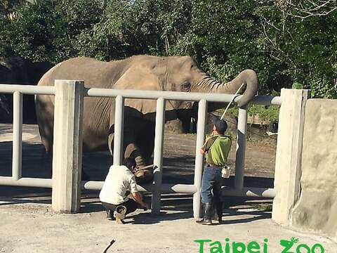 臺北市立動物園的非洲象戶外活動場新教室正式啟用（高雋攝）