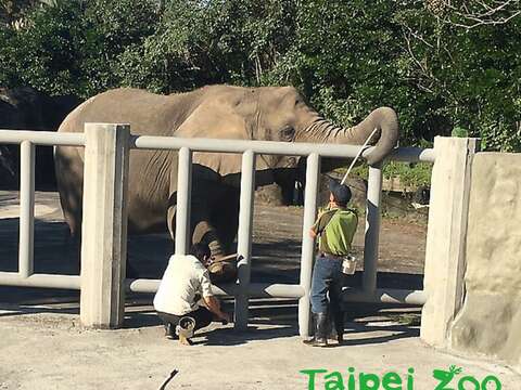 臺北市立動物園的非洲象戶外活動場新教室正式啟用（高雋攝）