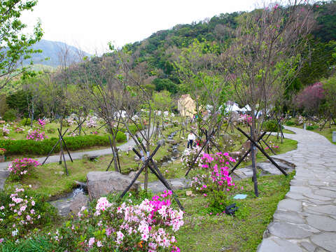 目前陽明山上早開的山櫻和寒櫻已逐漸長出青翠的葉子，近日可看到的是晚開的山櫻花和八重櫻逐漸盛開