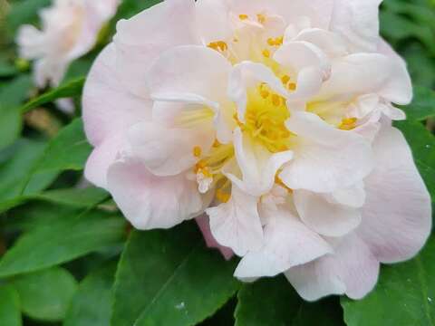 天香茶花的半重瓣的牡丹花形，淺粉紅花色像少女的臉頰粉嫩。
