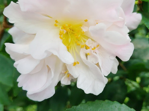 天香茶花花色呈淡粉紅，可見黃色花蕊。