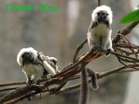 觀察棉頭絹猴雙胞胎攀爬技巧的遊客們，請別忘記要輕聲細語，保持安全距離