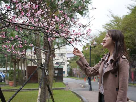 臺北自來水事業處表示河津櫻花瓣較一般櫻花大，不同於山櫻的純紅，而是紅裡透白、更為清雅