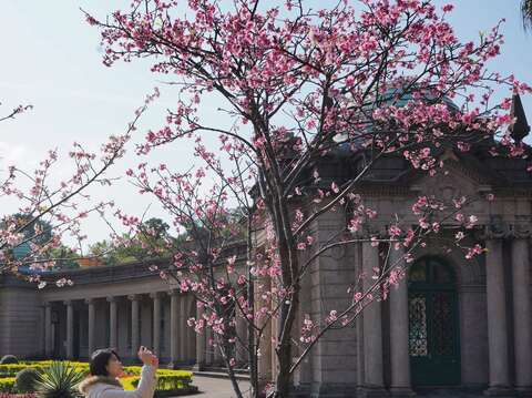 賞櫻族照過來！自來水博物館周邊50餘株「河津櫻」即將滿開