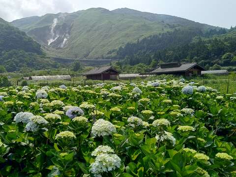Visit Tianmu to View the Calla Lily Flora Design Exhibition!