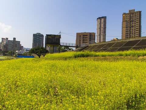 油菜花花期較短，這波花期將會持續到3月中旬
