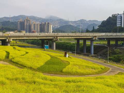 花海地點位於道南右岸河濱公園，萬壽橋下