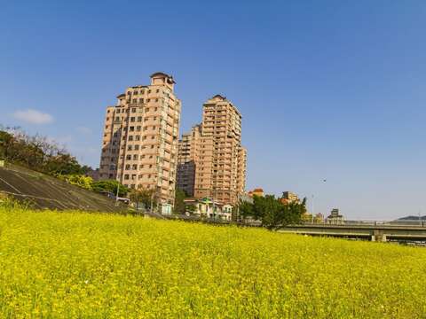 萬壽橋沿線大片油菜花海盛開中，鵝黃花海隨風搖曳