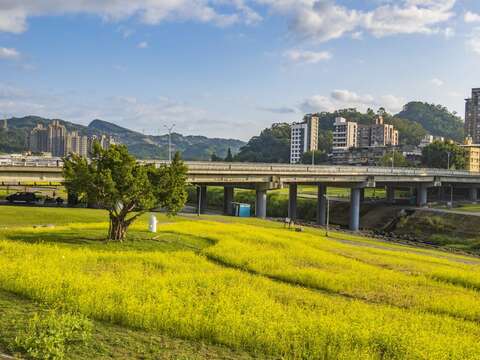 搶看限時美景 道南右岸河濱公園 油菜花海療癒盛開