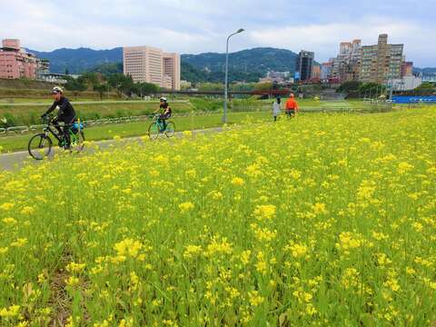 道南右岸河濱公園萬壽橋旁走走吧 這裡有金黃的油菜花盛開