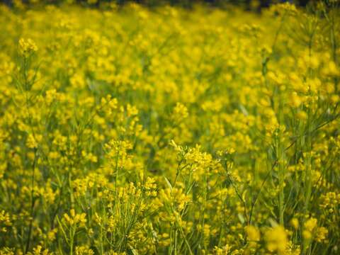 油菜花花期較短 這波花期將會持續到3月中旬