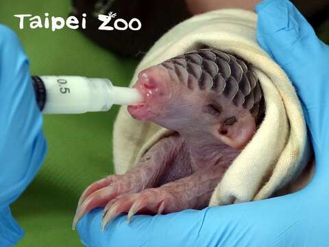 「梧愛」是臺北市立動物園第四隻交由人工哺育的穿山甲寶寶