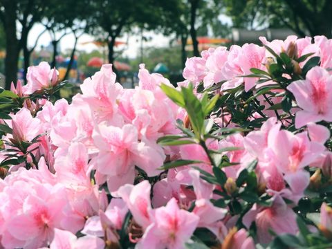 大安森林公園杜鵑花盛開