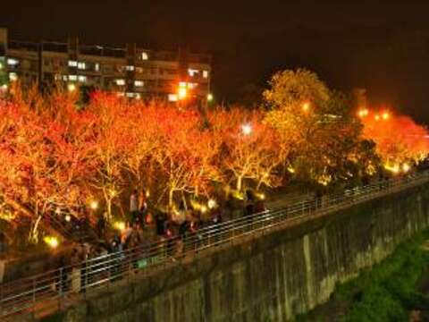 內湖區樂康里內溝溪旁的樂活公園一區寒櫻已完全盛開，接棒的二區八重櫻花開正美