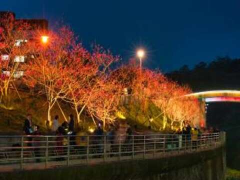 公園處在八重櫻櫻花林裝設了62盞路燈