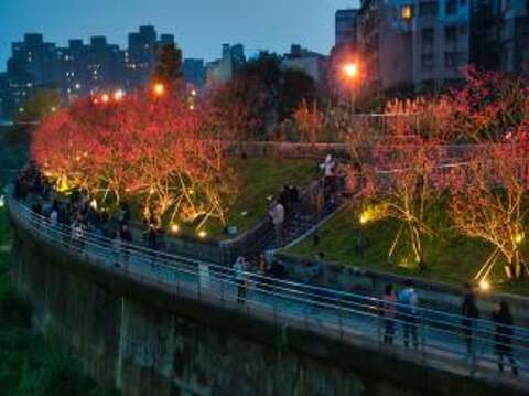 櫻花步道在明亮的燈光襯托下，越夜越美麗