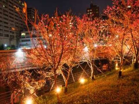 櫻花林步道成為臺北市最美麗的後花園！