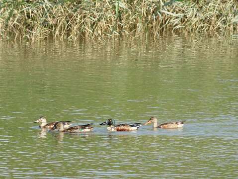 社子島濕地的琵嘴鴨和小水鴨