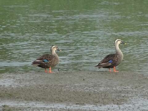 以往社子島濕地出現的雁鴨科鳥類，幾乎是短暫停留的花嘴鴨
