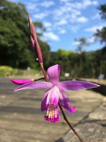 神農尋藥草 內雙限時解任務