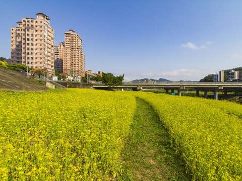 今だけの癒しの風景 「道南右岸河浜公園」で菜の花が満開