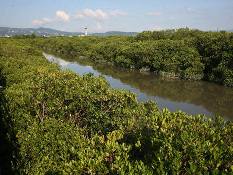 關渡碼頭附近景點 關渡自然公園