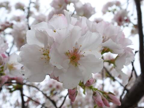 吉野櫻花朵
