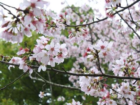 吉野櫻花盛開