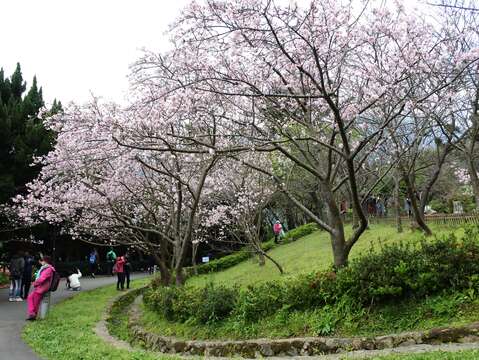 吉野櫻花街景
