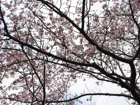 吉野櫻花樹
