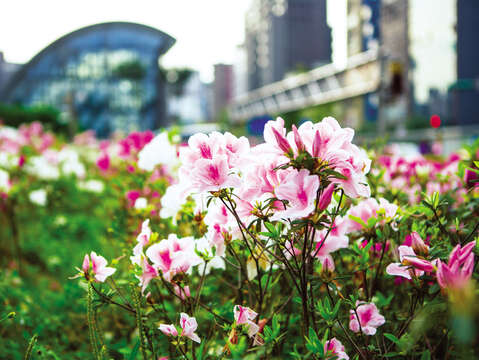 Blossoming azaleas can be seen on Taipei streets in spring. (Photo / He Chengxun)