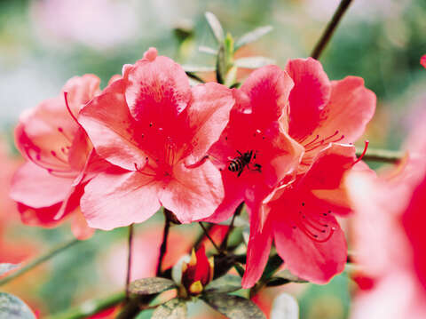 Blossoming azaleas can be seen on Taipei streets in spring. (Photo / Yang Yachun)
