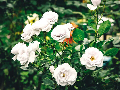 More than 700 rose types at Taipei Rose Garden add romantic hues to the city. (Photo / Wang Zhengxiang)