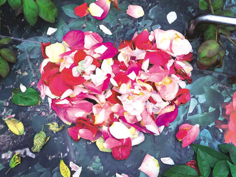 Take a one-of-a-kind photo with the petals arranged in words or shapes you like. (Photo / @jenneyhearts)