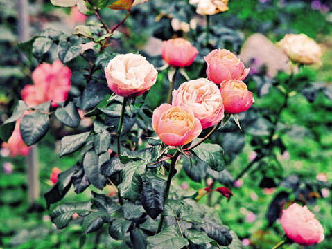 台北バラ園にある700 種以上のバラは、台北にロマンチックな彩りを添えてくれます。( 写真/ 汪正翔)