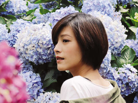 アジサイのシーズンになるとインスタ映えする写真を撮影するために多くの人が陽明山を訪れます。( 写真/  @livia.chen414)