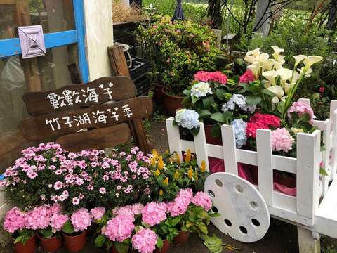 竹子湖海芋季