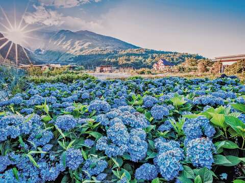 アジサイのシーズンになるとインスタ映えする写真を撮影するために多くの人が陽明山を訪れます。( 写真/ 蔡宇臻)