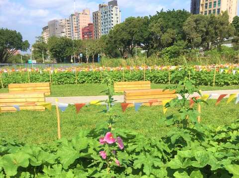 Sea of Hollyhock Flowers Abloom by the Guting Riverside
