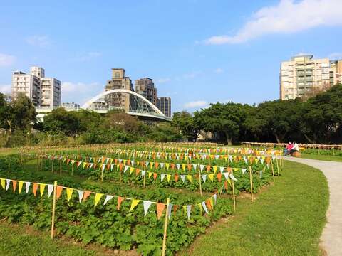 Sea of Hollyhock Flowers Abloom by the Guting Riverside