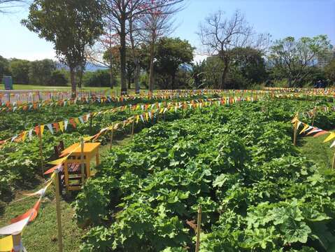 Sea of Hollyhock Flowers Abloom by the Guting Riverside