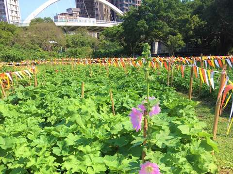 Sea of Hollyhock Flowers Abloom by the Guting Riverside