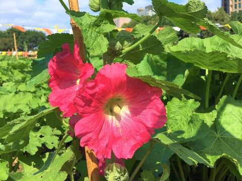 Sea of Hollyhock Flowers Abloom by the Guting Riverside