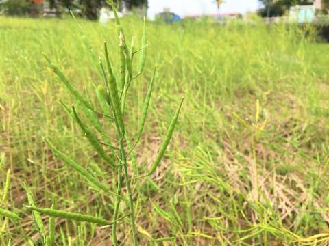 道南河濱油菜花觀賞期結束，現在僅留存鮮綠飽滿的果莢