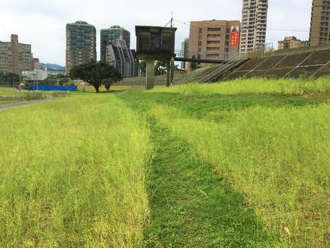 道南河濱的草原