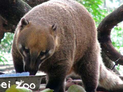 長鼻浣熊是三種浣熊科動物裡白天最活躍的