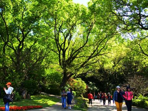 陽明公園嫩綠處處