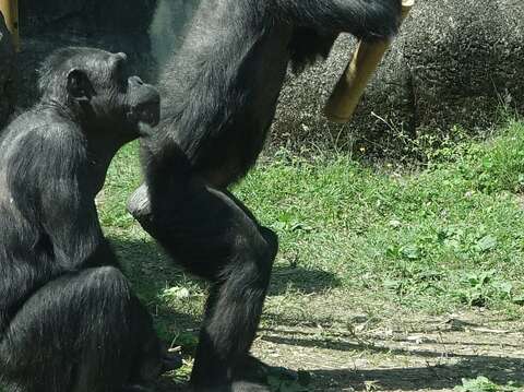 年輕的黑猩猩，只會用敲打、咬的方式，想要破壞竹筒，偏偏力氣不夠