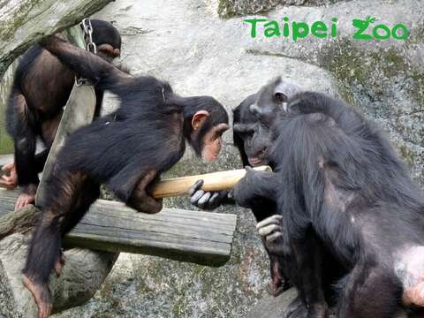 竹筒裡放著黑猩猩們最喜歡的零食